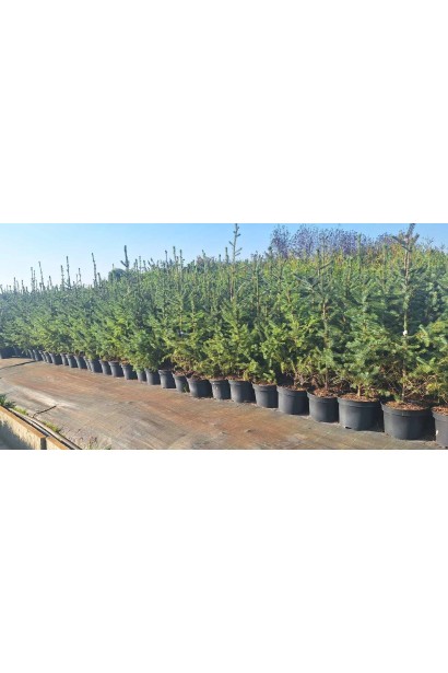 Ялина сербська Колоновидна - 5л/вис.70-90см/Ø20-40см